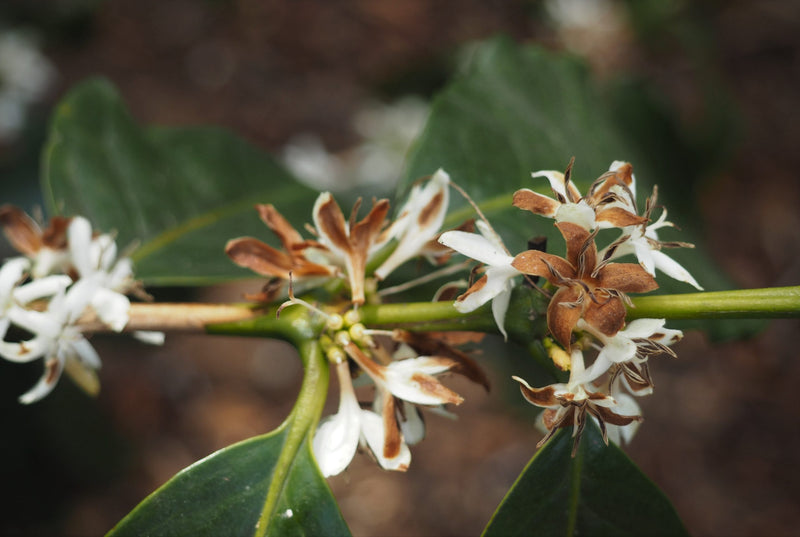 ETHIOPIA GUJI 1 NATURAL ORGANIC SHAKISO - *49767* - 25873 - GrainPro Bags - SPOT RCWHSE