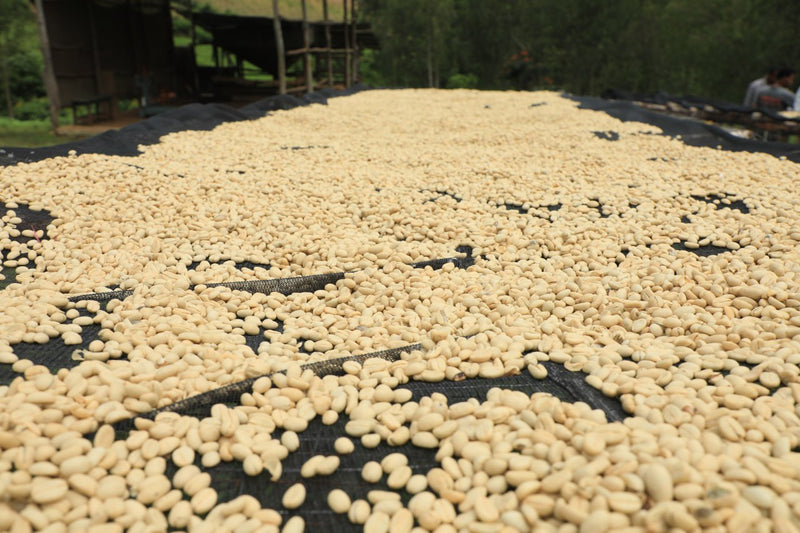 Colombia Huila Rio De Cafe - 38501 - 69.9 kg GrainPro Bags - SPOT RCWHSE