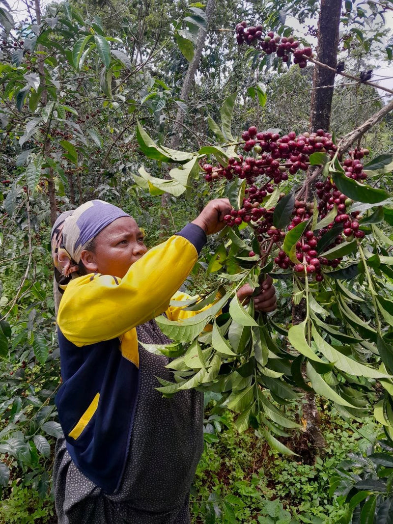 ETHIOPIA GUJI 4 NATURAL ORGANIC KAYON MOUNTAIN - 33253 - GrainPro Bags - SPOT RCWHSE
