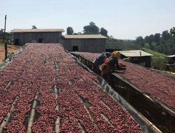 ETHIOPIA GUJI 4 NATURAL ORGANIC - 40288 - Intend Ship: Sep 24, 2026 - RCWHSE