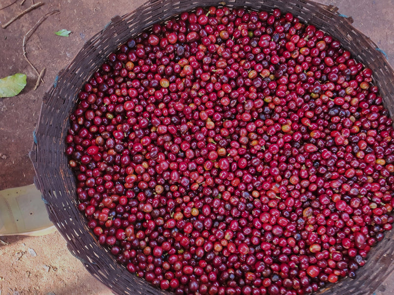 ETHIOPIA GUJI 4 NATURAL ORGANIC KAYON MOUNTAIN - 33251-1 - GrainPro Bags - SPOT COSEATAC