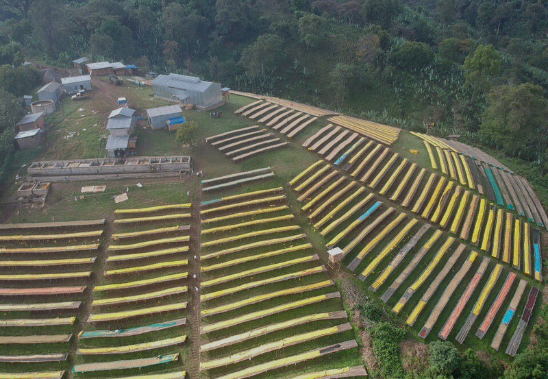 ETHIOPIA GUJI 4 NATURAL ORGANIC KAYON MOUNTAIN - 33251-1 - GrainPro Bags - SPOT COSEATAC