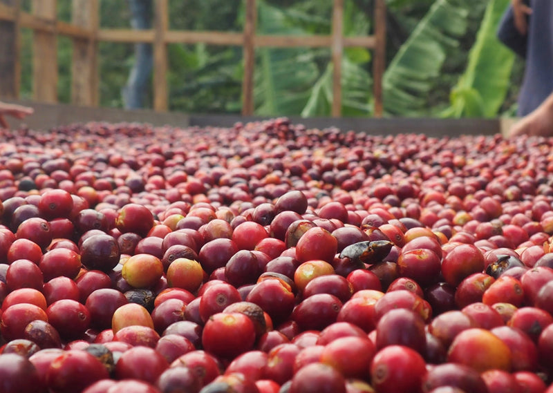 Ethiopia Guji 4 Natural Shakiso Ato Gemede - Lot 113 - 28702-2 - SPOT RCWHSE