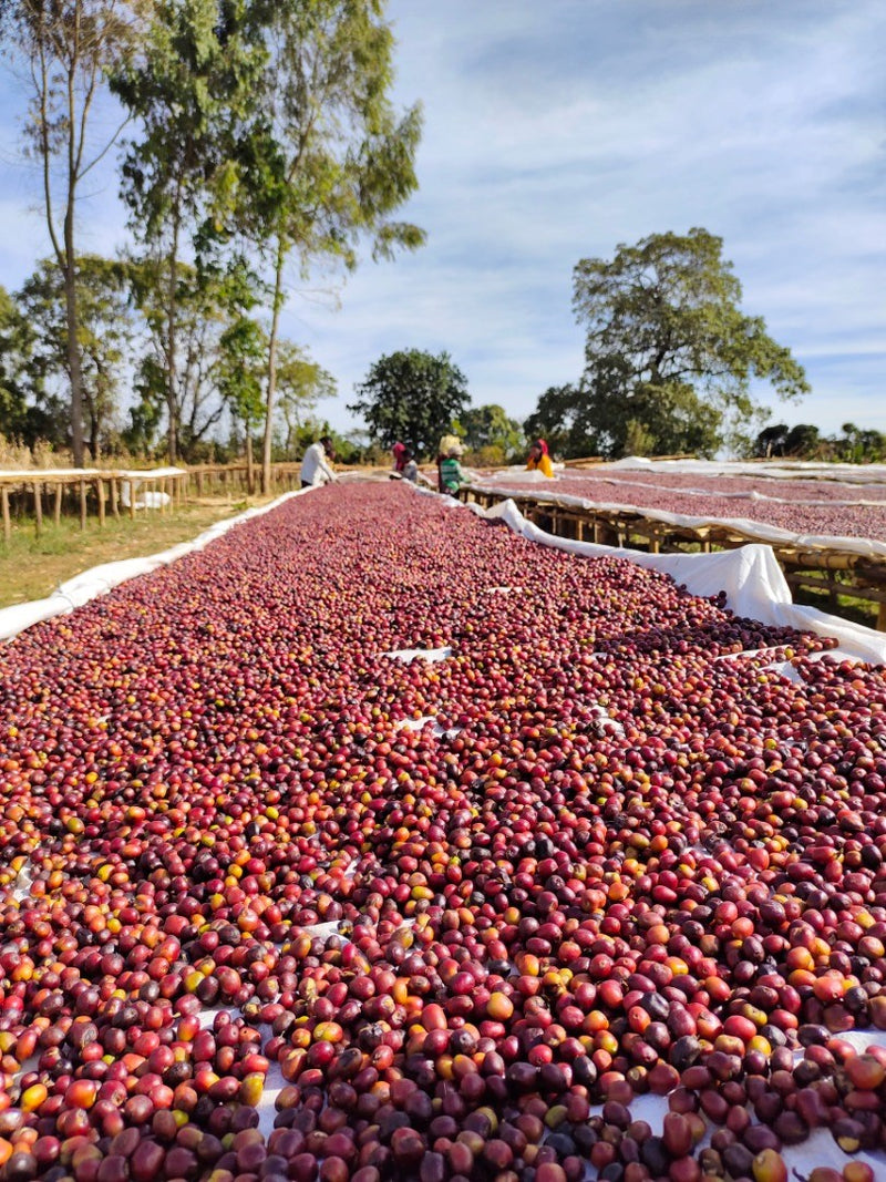 Ethiopia Guji 4 Natural Shakiso Dube Yachis - LOT 262 - 29228 - SPOT RCWHSE