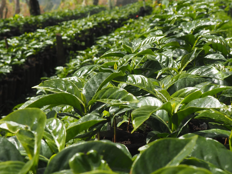 Ethiopia Guji 4 Natural Shakiso Dube Yachis - LOT 262 - 29228 - SPOT RCWHSE