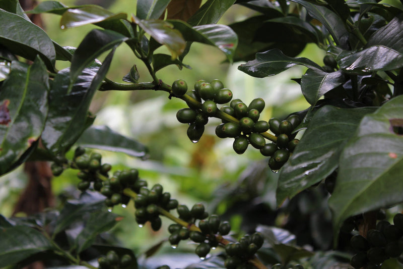 Ethiopia Guji 4 Natural Shakiso Shiferaw Bakata - Lot 96 - 28699 - SPOT RCWHSE