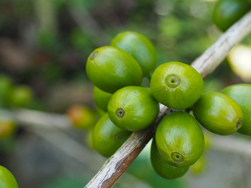 ETHIOPIA GUJI HAMBELA 1 NATURAL ORGANIC BISHAN FUGU - 308 - 28456-1 - GrainPro Bags - SPOT COSEATAC