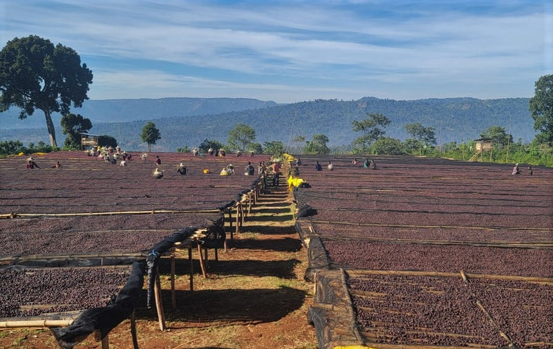 Ethiopia Guji 3 Natural Derikocha - Lot 1022 *50286* - 25484 - GrainPro Bags - SPOT RCWHSE