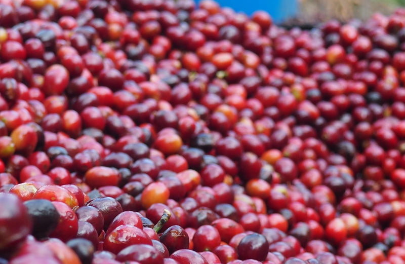 Ethiopia Guji 4 Natural Derikocha - 29831 - SPOT COSEATAC