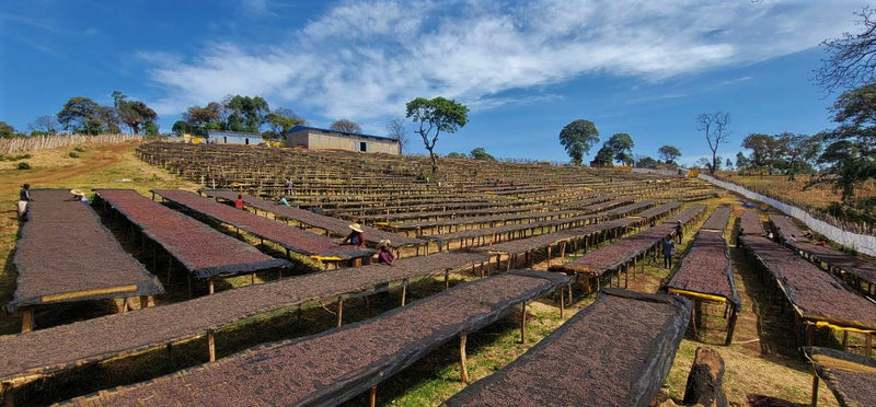 Ethiopia Guji 3 Natural Derikocha - 31572 - Ecotact Bags - SPOT SHANGHAI
