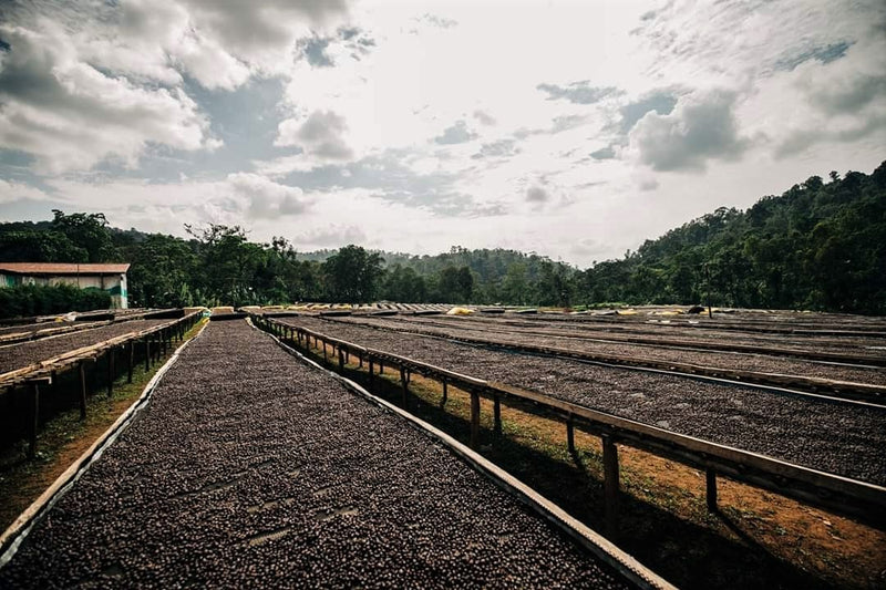 ETHIOPIA SIDAMA 1 NATURAL ORGANIC BOMBE FAYSEL ABDOSH - *49736* - 25146 - GrainPro Bags - SPOT RCWHSE