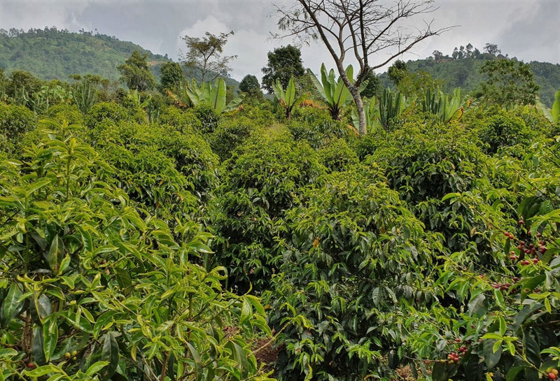Ethiopia Sidama 1 Washed Bura Faysel Abdosh Karamo - 28524-1 - GrainPro Bags - SPOT RCWHSE