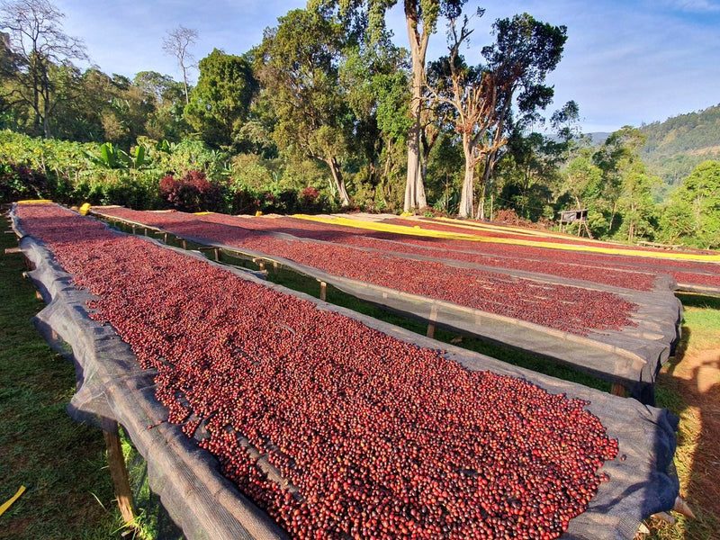 ETHIOPIA SIDAMA 1 NATURAL ORGANIC BOMBE FAYSEL ABDOSH - *49736* - 25146 - GrainPro Bags - SPOT RCWHSE