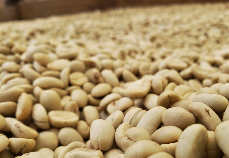 Ethiopia Sidama 1 Washed Bura Faysel Abdosh Karamo - 28524-1 - GrainPro Bags - SPOT RCWHSE