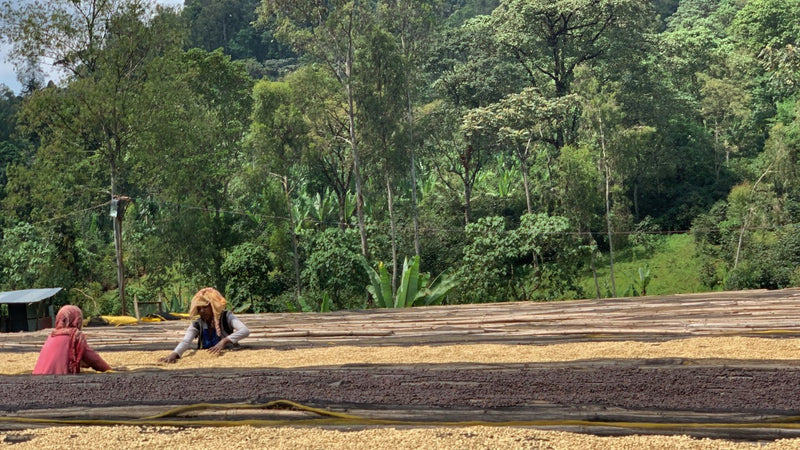 ETHIOPIA SIDAMA 1 WASHED ORGANIC SHANTA WENE - *49735* - 25148 - GrainPro Bags - SPOT RCWHSE