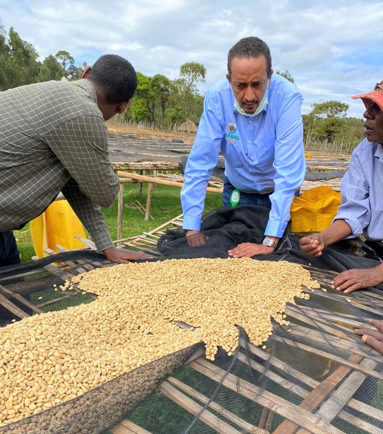 Ethiopia Sidama 2 Washed Bensa Elilichew - 28026 - SPOT COSEATAC