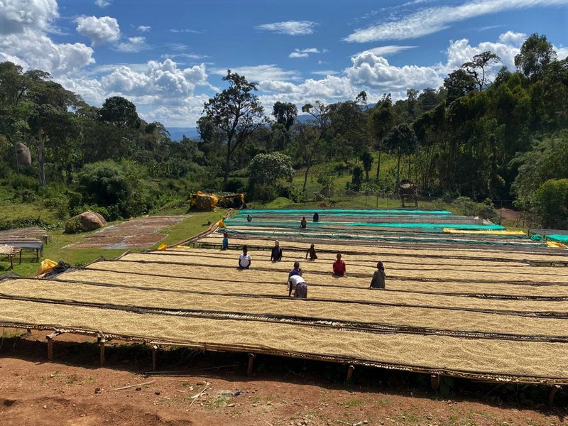 Ethiopia Sidama 2 Washed Bensa Elilichew - 28026 - SPOT COSEATAC