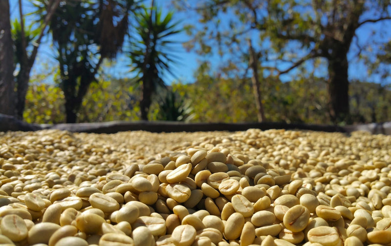 ETHIOPIA SIDAMA 2 WASHED FT-FLO/USA ORGANIC TELAMO - 36764 - GrainPro Bags - SPOT RCWHSE