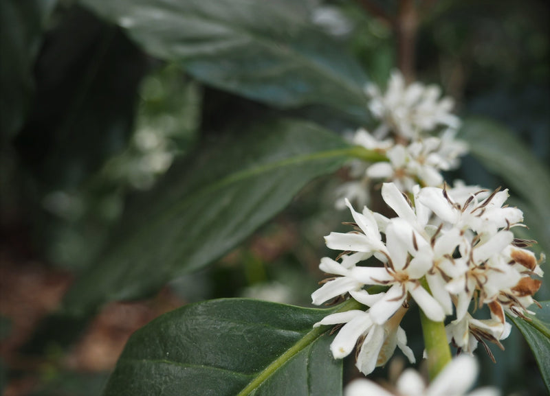 ETHIOPIA SIDAMA 2 WASHED FT ORGANIC WAYICHO - *52559* - 27222 - Ecotact Bags - SPOT DUPUYHOU