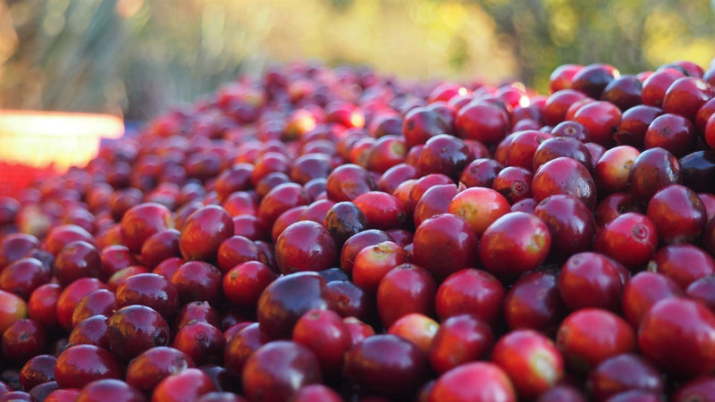 ETHIOPIA SIDAMA 2 WASHED FT ORGANIC SHILICHO - 29159 - Ecotact Bags - SPOT SEAFORTH