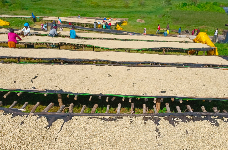 ETHIOPIA SIDAMA 2 WASHED FT-FLO ORGANIC DOBENAWICHO - 38059-1 - GrainPro Bags - SPOT COMIDWEST