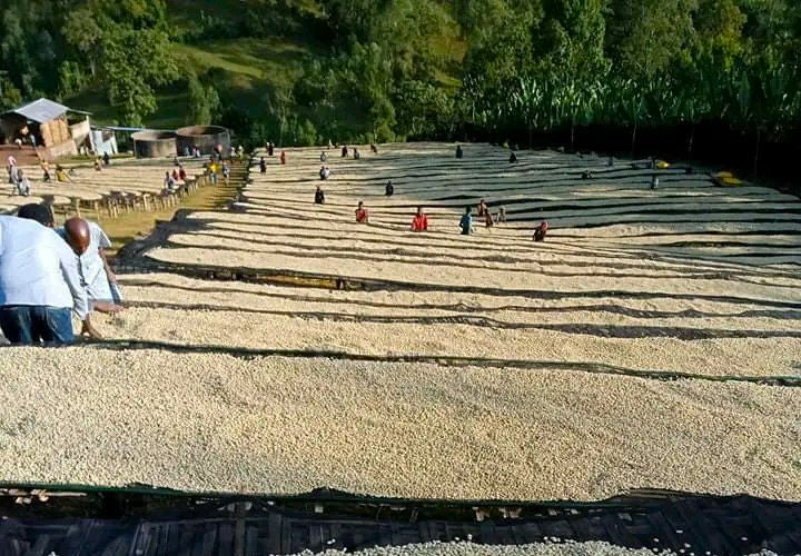 ETHIOPIA SIDAMA 2 WASHED FT-FLO ORGANIC DOBENAWICHO - 39984-4 - GrainPro Bags - SPOT SEAFORTH