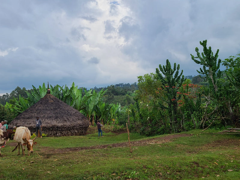 ETHIOPIA SIDAMA 2 WASHED FT-FLO ORGANIC DOBENAWICHO - 38059-4 - GrainPro Bags - SPOT COMIDWEST