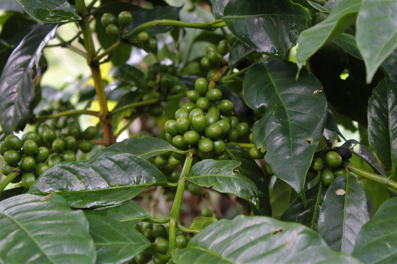 ETHIOPIA SIDAMA 2 WASHED ORGANIC TITIRA - *52654* - 27240-2 - Ecotact Bags - SPOT RCWHSE