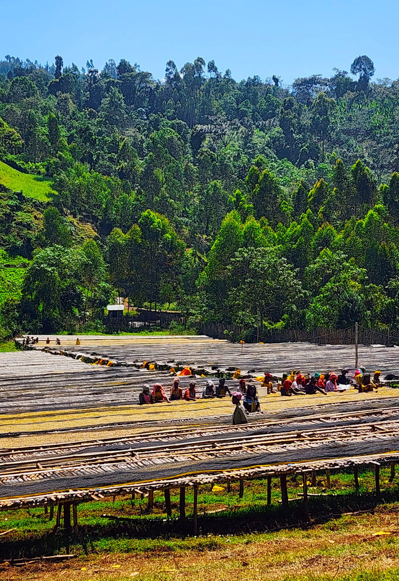 ETHIOPIA SIDAMA 3 NATURAL ORGANIC BOMBE - 34376-4 - GrainPro Bags - SPOT COSEATAC