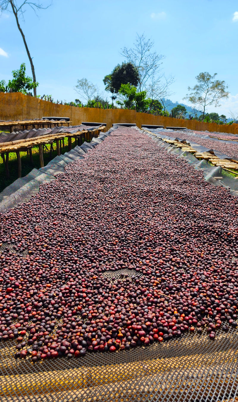 ETHIOPIA SIDAMA 3 NATURAL ORGANIC BOMBE - 34376-3 - GrainPro Bags - SPOT COMIDWEST