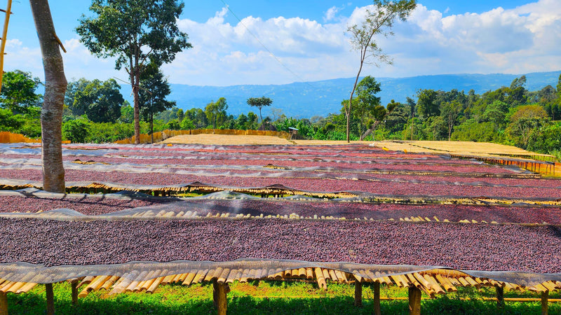 ETHIOPIA SIDAMA 3 NATURAL ORGANIC BOMBE - 34688 - GrainPro Bags - SPOT RCWHSE