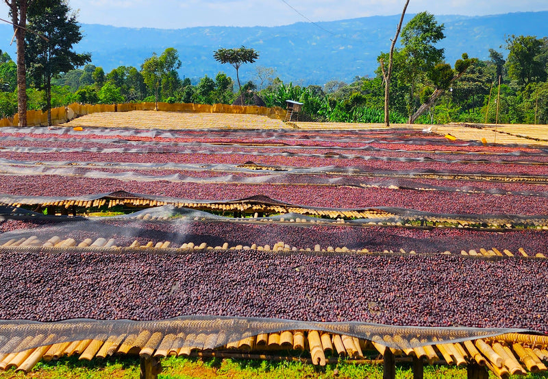 ETHIOPIA SIDAMA 3 NATURAL ORGANIC BOMBE - 34687 - GrainPro Bags - SPOT RCWHSE