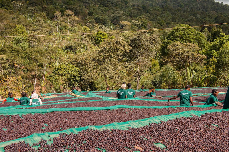 ETHIOPIA SIDAMA 3 NATURAL ORGANIC - 40333 - ETA: Nov 15, 2026 - RCWHSE