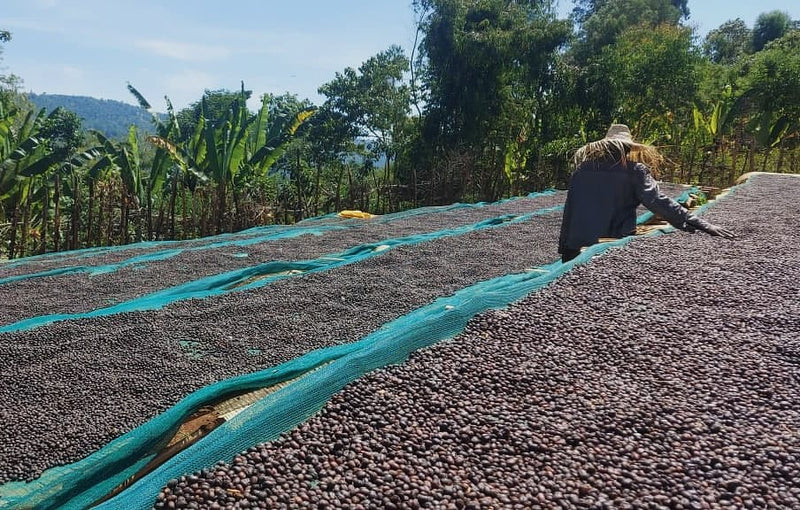 ETHIOPIA SIDAMA 3 NATURAL ORGANIC - 40331 - ETA: Oct 25, 2026 - RCWHSE