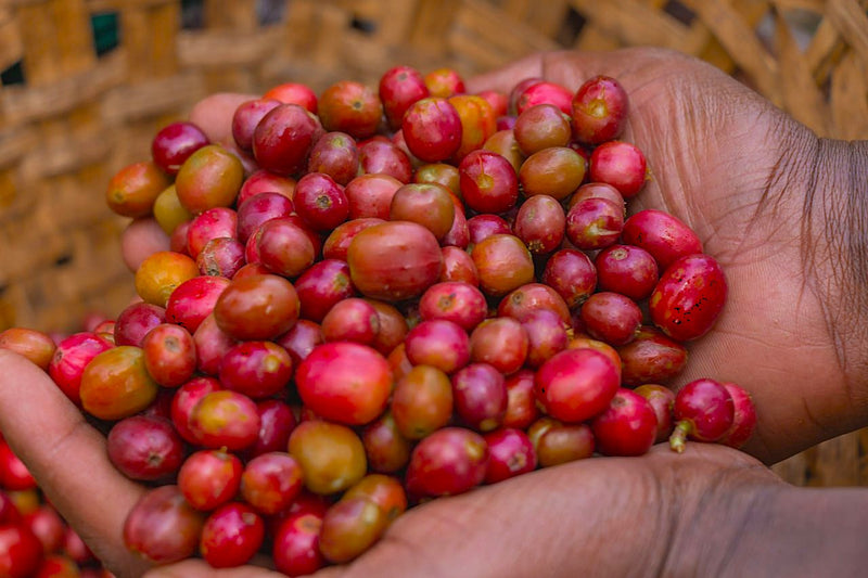ETHIOPIA SIDAMA 3 NATURAL ORGANIC - 37028 - GrainPro Bags - SPOT RCWHSE