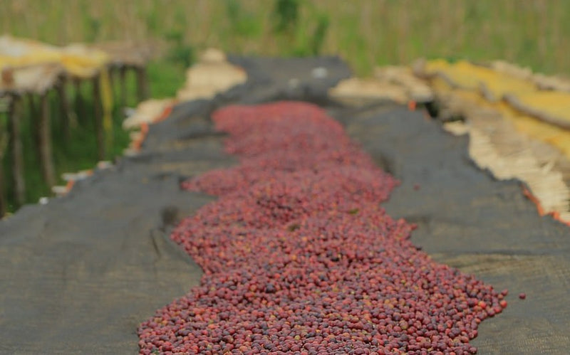 ETHIOPIA SIDAMA 3 NATURAL ORGANIC - 40331 - ETA: Oct 25, 2026 - RCWHSE