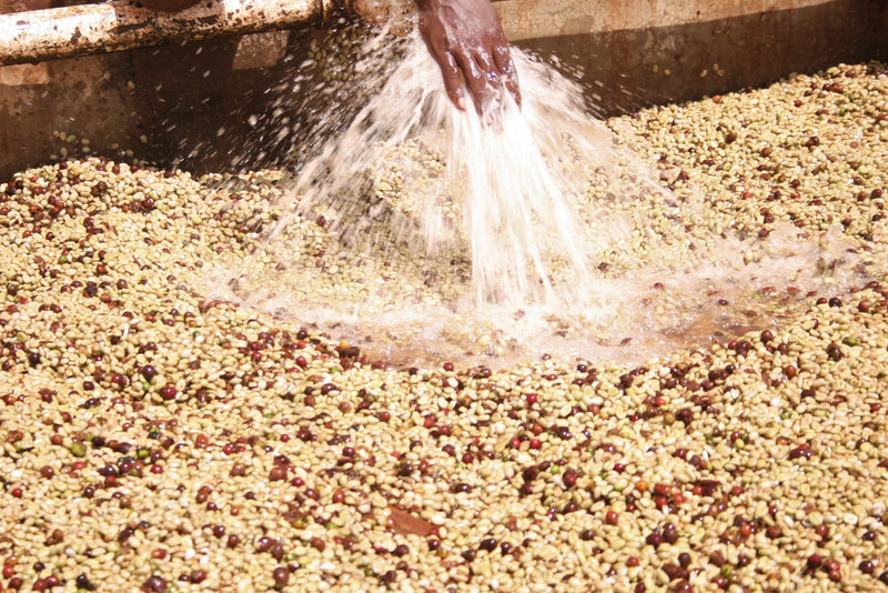ETHIOPIA SIDAMO 2 WASHED ORGANIC OROMIA - *50077* - 25735 - GrainPro Bags - SPOT RCWHSE