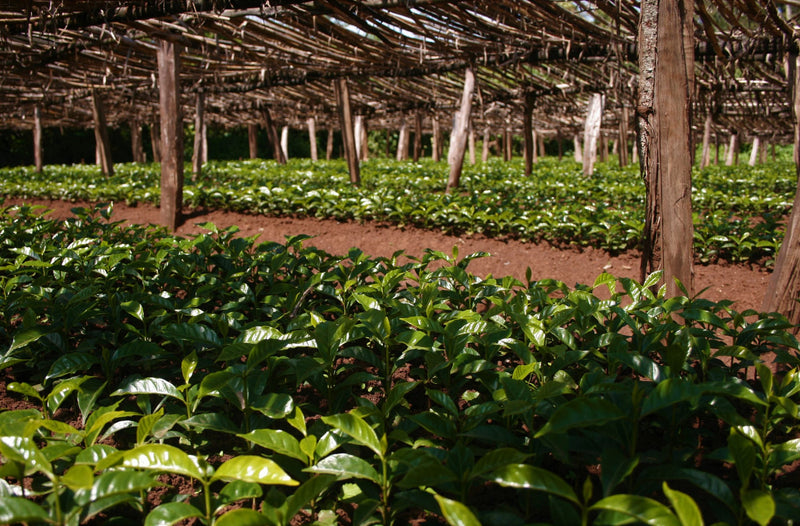 ETHIOPIA SIDAMO 2 WASHED ORGANIC OROMIA - *50077W* - 27623 - GrainPro Bags - SPOT COSEATAC