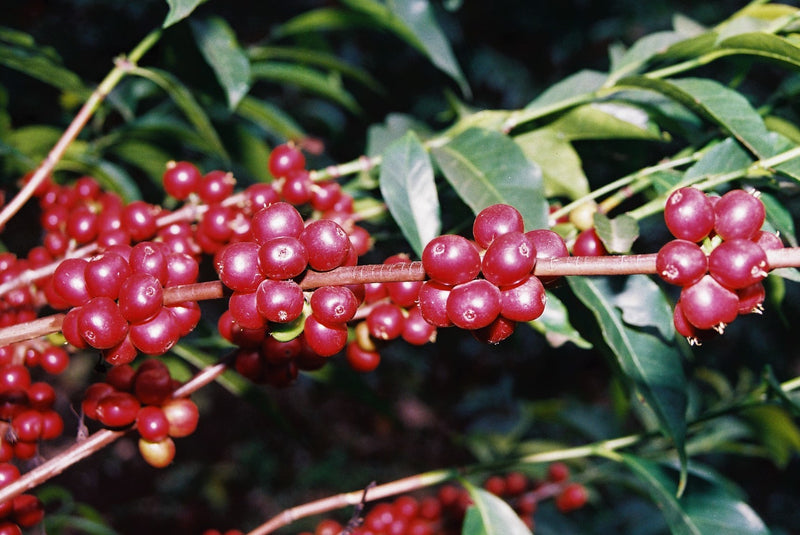 ETHIOPIA SIDAMO 2 WASHED ORGANIC OROMIA - *50077W* - 27623 - GrainPro Bags - SPOT COSEATAC