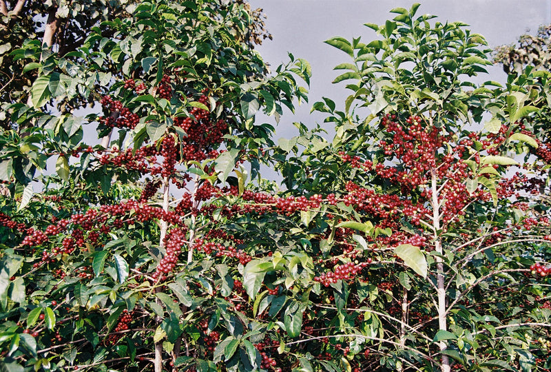 ETHIOPIA SIDAMO 2 WASHED ORGANIC OROMIA - *50077W* - 27623 - GrainPro Bags - SPOT COSEATAC