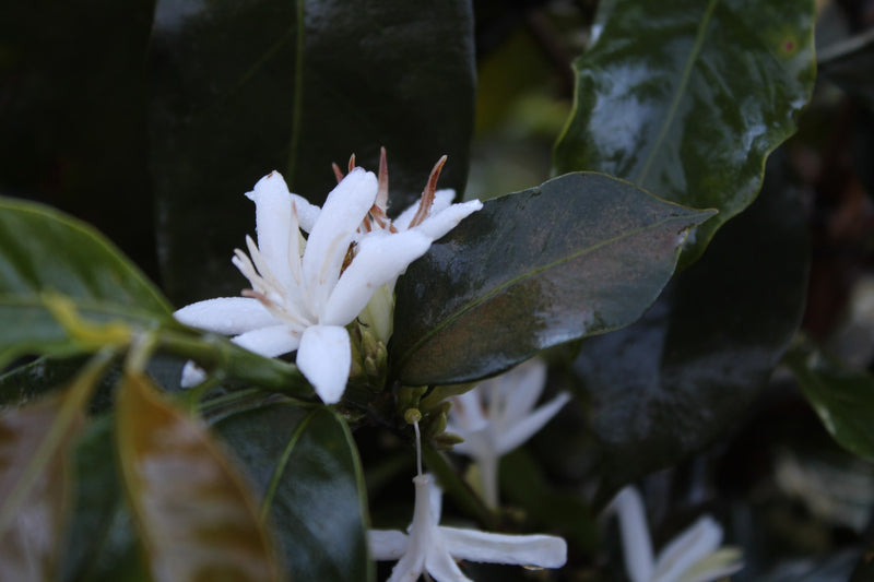 ETHIOPIA SIDAMO 4 NATURAL FT-FLO/USA ORGANIC OROMIA - 31813-1 - GrainPro Bags - SPOT COSEATAC