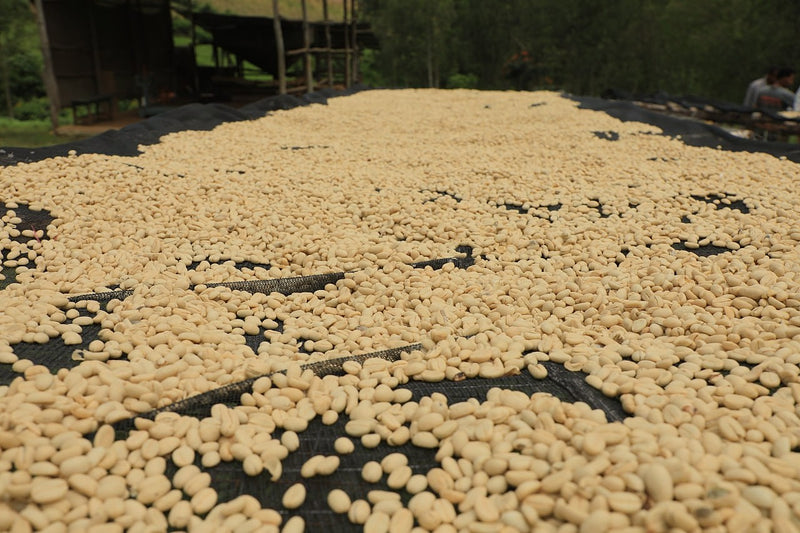 Kenya Kericho Boma Peaberry - 51KK0055 - 38771 - GrainPro Bags - SPOT RCWHSE