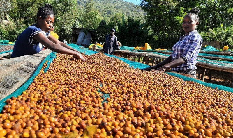 Ethiopia Yirgacheffe 1 Anaerobic Natural - *52642* - 27208 - GrainPro Bags - SPOT COSEATAC