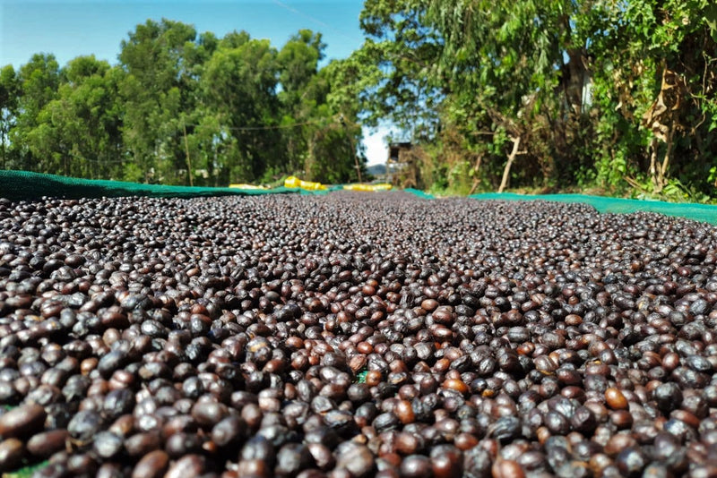 Ethiopia Yirgacheffe 1 Anaerobic Natural - *52642* - 27208 - GrainPro Bags - SPOT RCWHSE