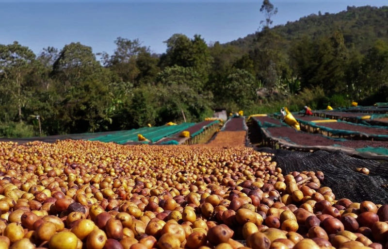 Ethiopia Yirgacheffe 1 Anaerobic Natural - *52642* - 27208 - GrainPro Bags - SPOT COSEATAC