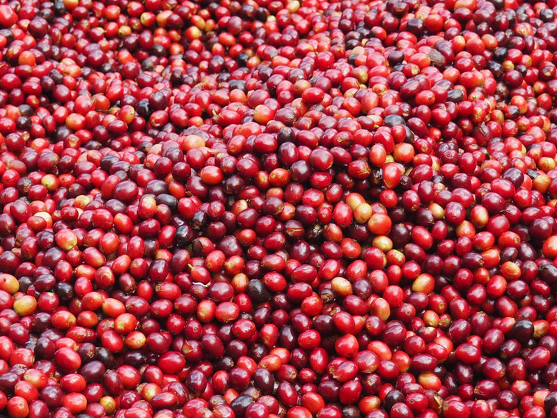 ETHIOPIA YIRGACHEFFE 1 NATURAL ORGANIC KONGA DINKINESH - 30929 - GrainPro Bags - SPOT COSEATAC