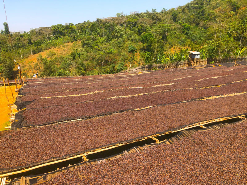ETHIOPIA YIRGACHEFFE 1 NATURAL ORGANIC ABEBE GODANA - 36392 - GrainPro Bags - SPOT RCWHSE