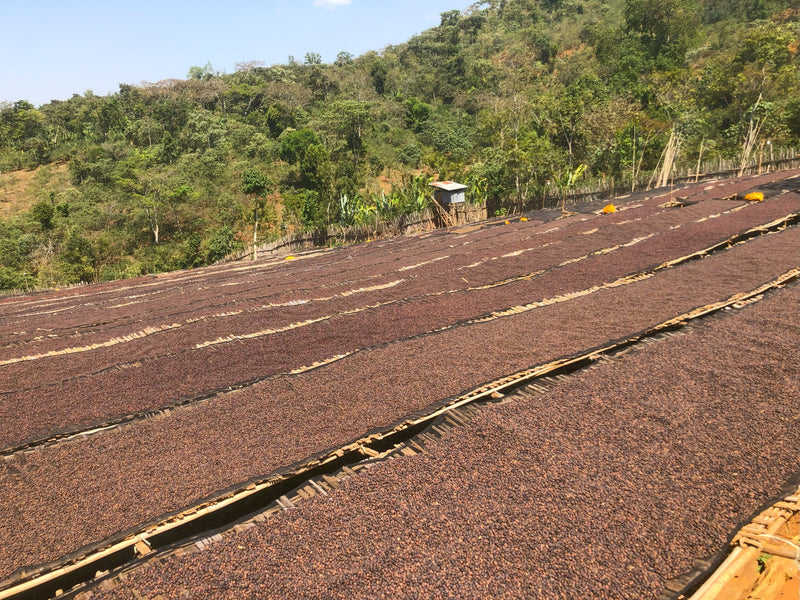 ETHIOPIA YIRGACHEFFE 1 NATURAL ORGANIC ABEBE GODANA - 30928-3 - GrainPro Bags - SPOT DUPUYHOU
