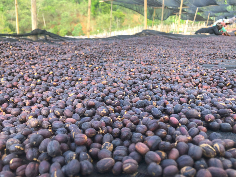 ETHIOPIA YIRGACHEFFE 1 NATURAL ORGANIC BANKO TATATU BIRHANU WOTE - 28197-2 - GrainPro Bags - SPOT DUPUYHOU
