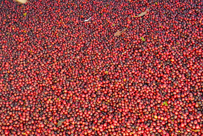 ETHIOPIA YIRGACHEFFE 1 NATURAL ORGANIC ABEBE GODANA - 30928-3 - GrainPro Bags - SPOT DUPUYHOU